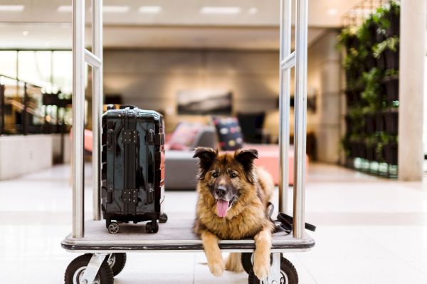 A dog is lying on a luggage cart with a suitcase next to it in what appears to be a modern, brightly lit indoor setting.