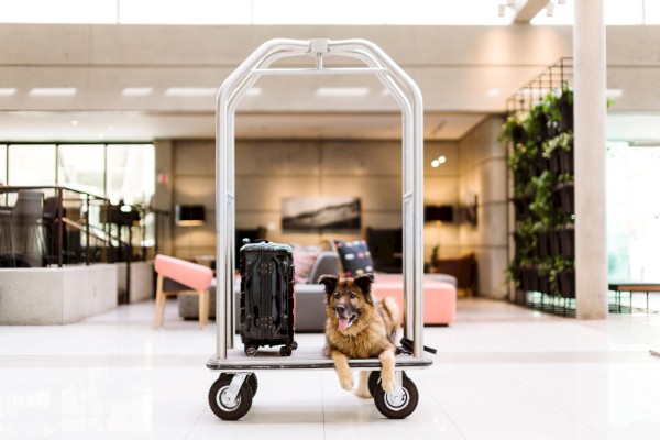A luggage cart with a suitcase and a dog sitting on it. The background features a modern, open lobby with seating and greenery.