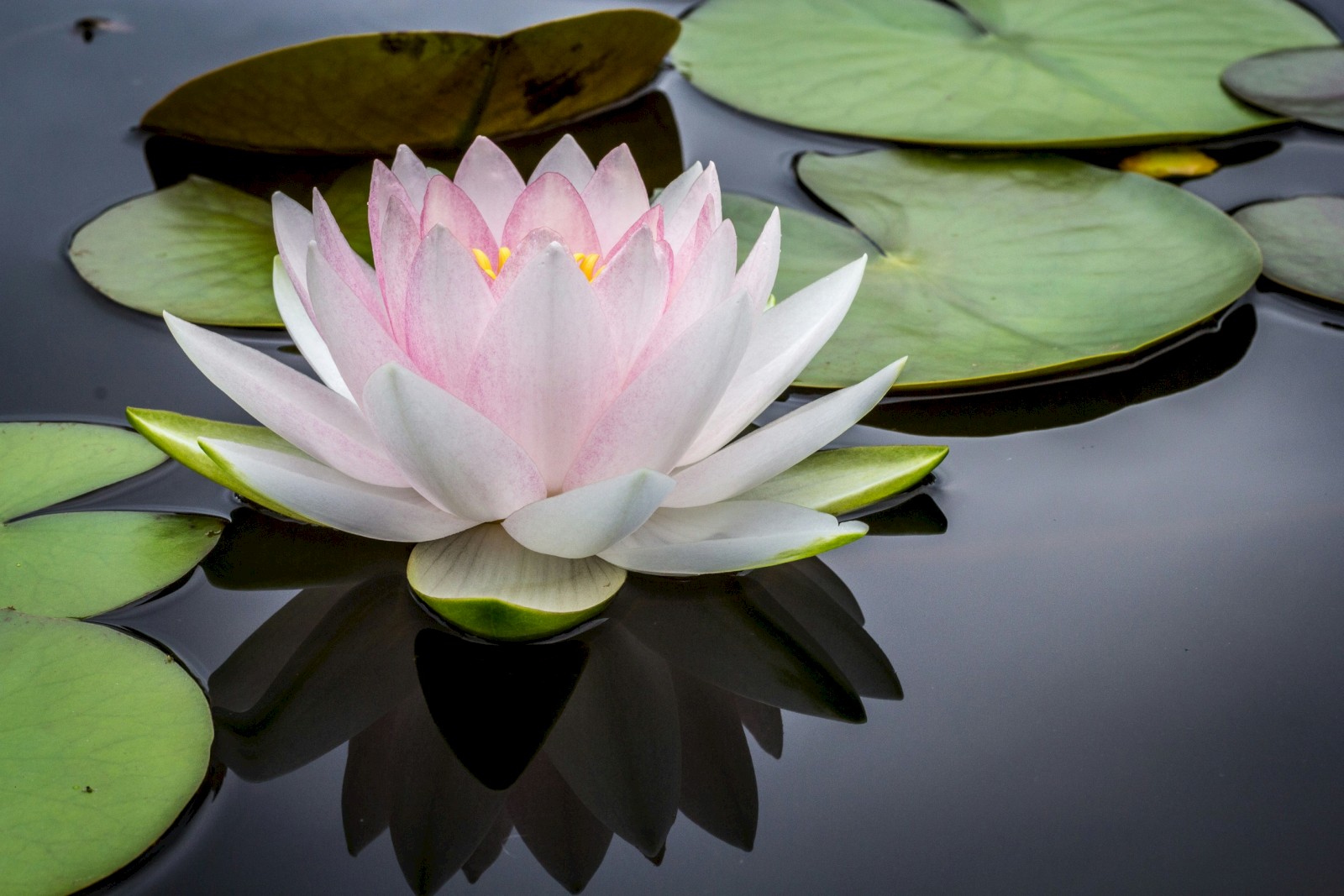A pink water lily floats serenely on a pond surrounded by green lily pads, casting a gentle reflection on the water's surface.